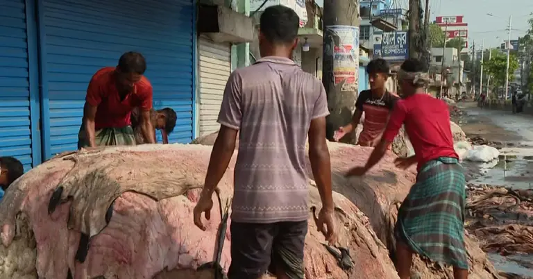 চামড়া সংগ্রহ চলছে